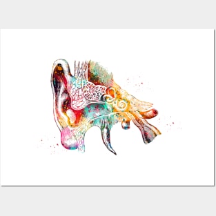 Human ear Posters and Art